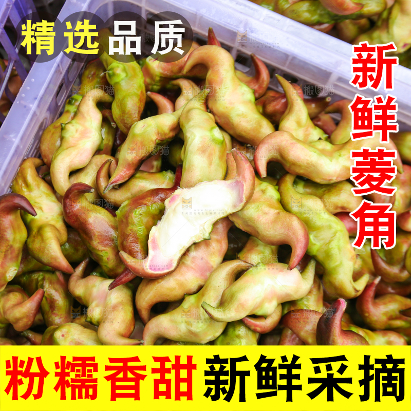 新鲜洪湖菱角采摘