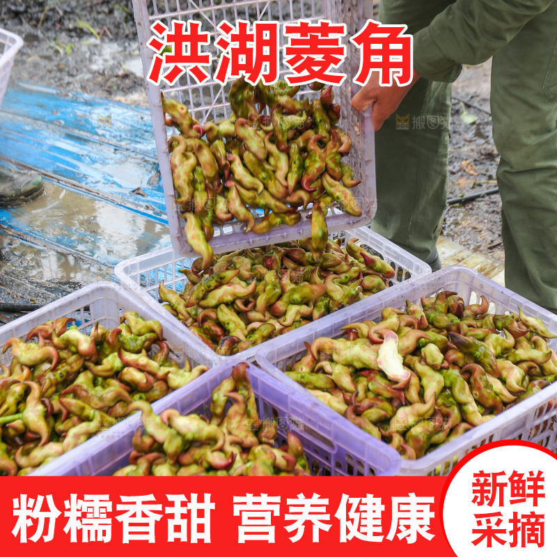 新鲜洪湖菱角采摘