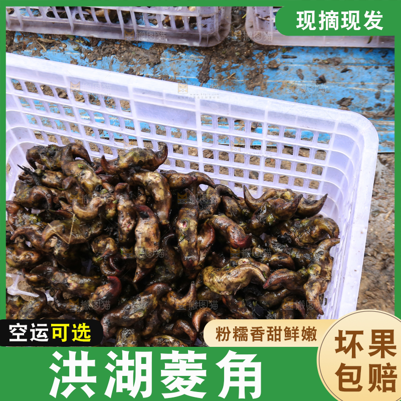新鲜洪湖菱角采摘