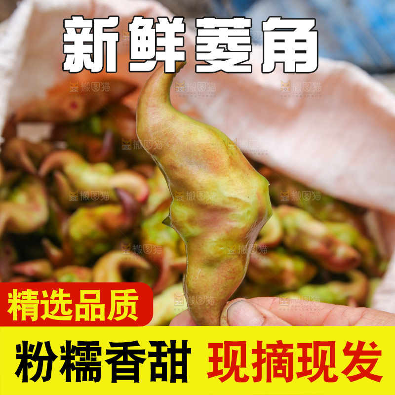 新鲜洪湖菱角采摘