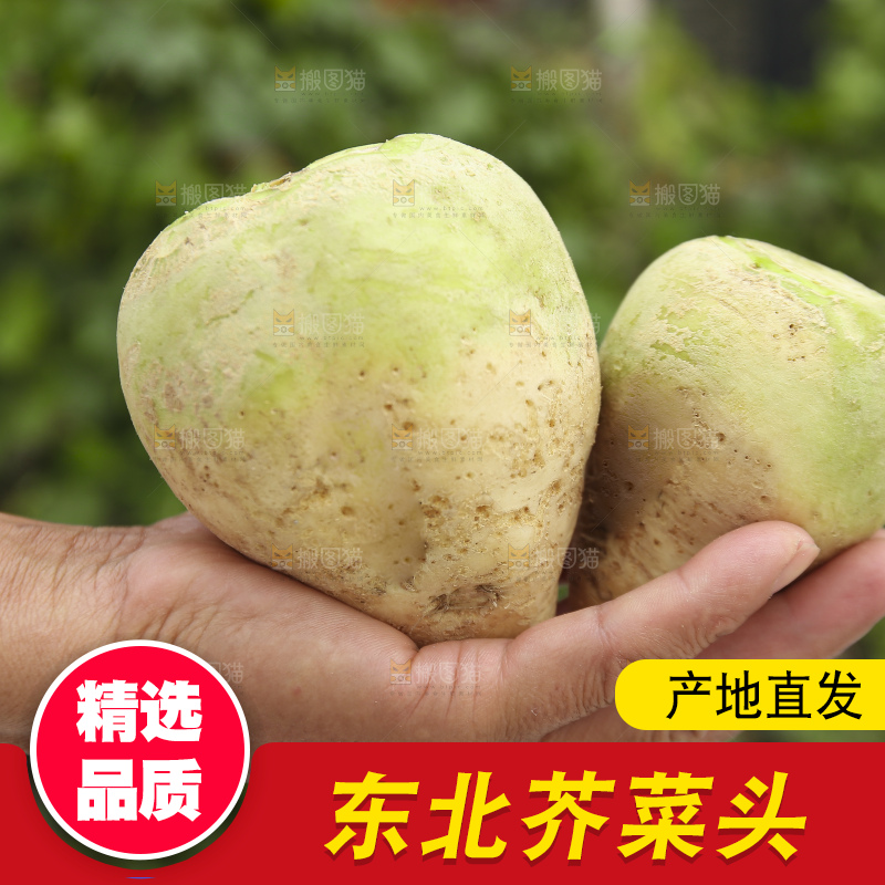 手里拿着大头芥菜