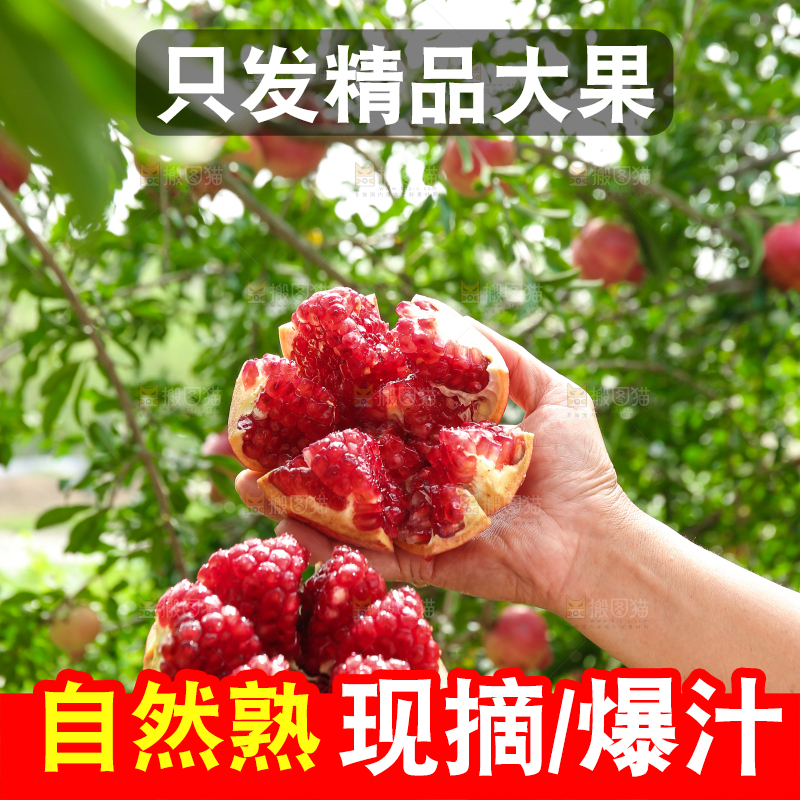 石榴产地