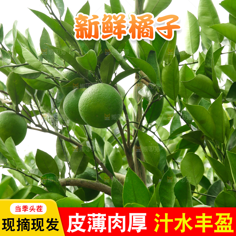 青橘产地