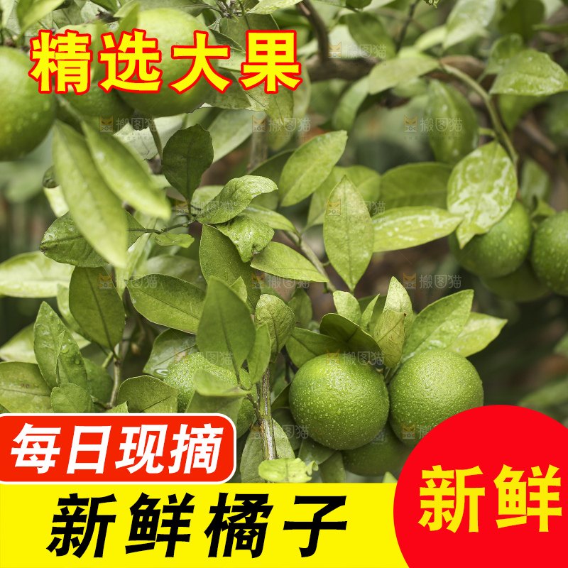 户外的青橘