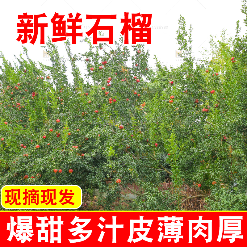 石榴产地