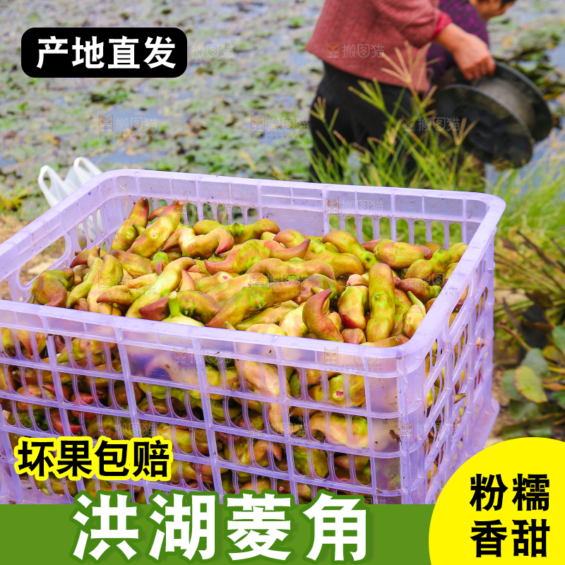 新鲜洪湖菱角采摘