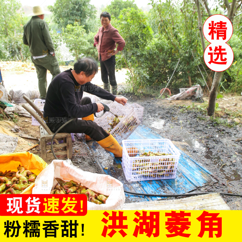 新鲜洪湖菱角采摘
