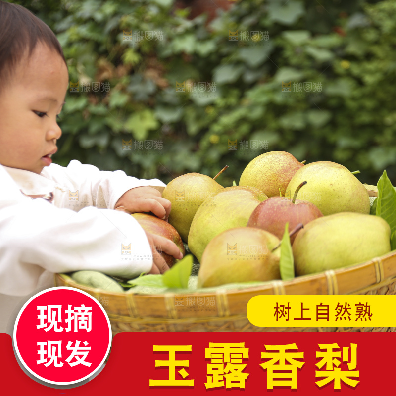 手里拿着玉露香梨