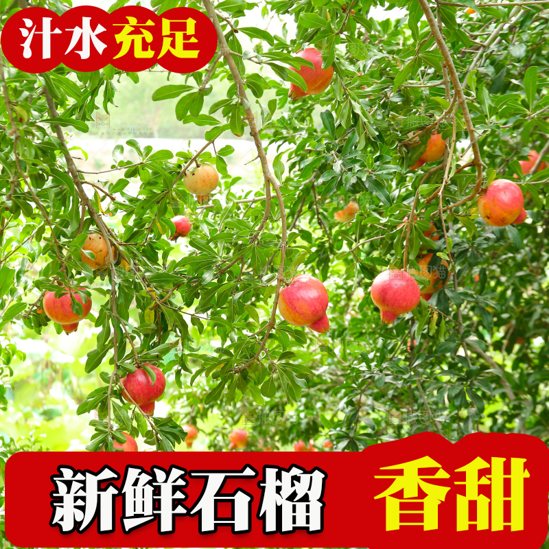 石榴产地