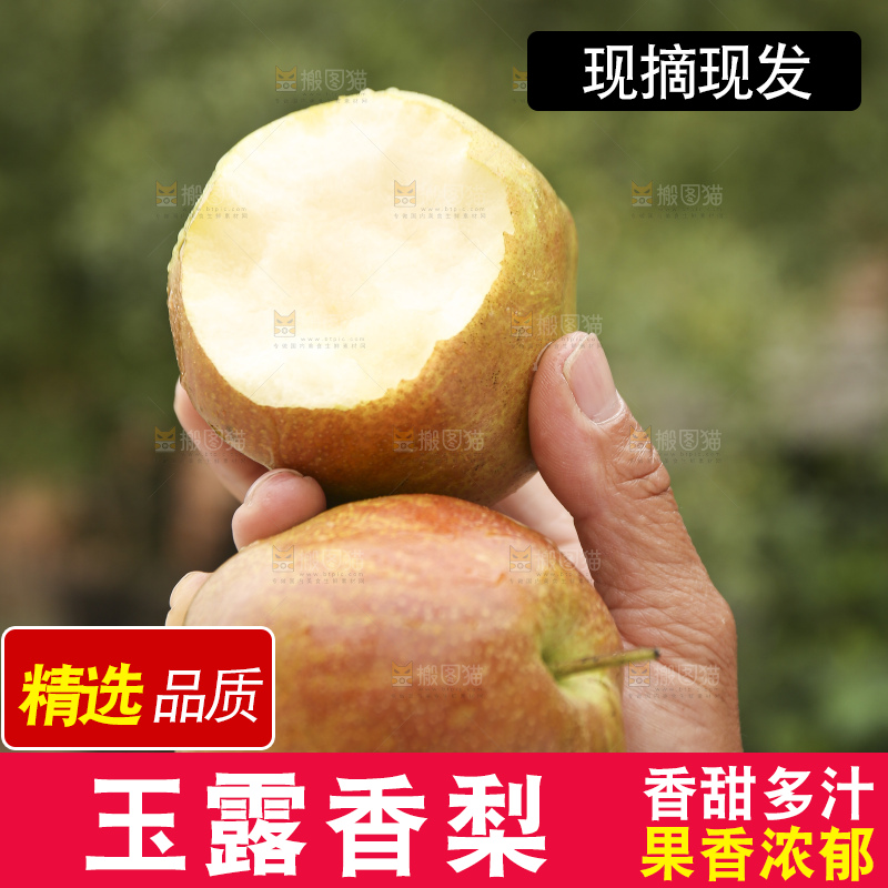 手里拿着玉露香梨