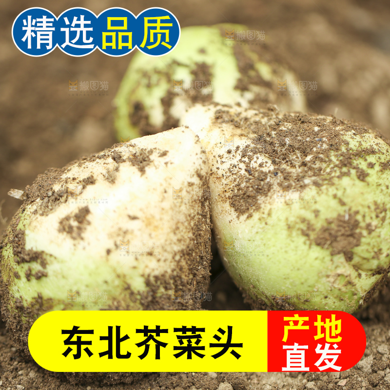 地里的芥菜头