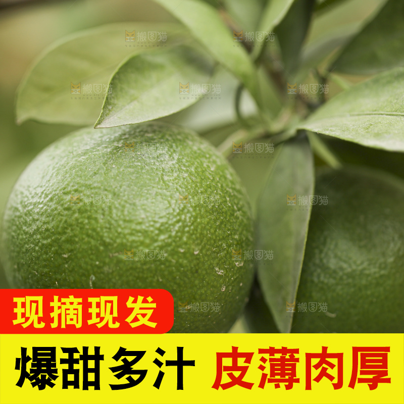 户外的青橘