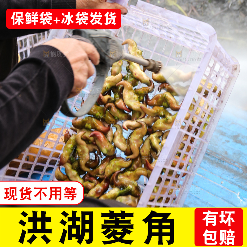 新鲜洪湖菱角采摘