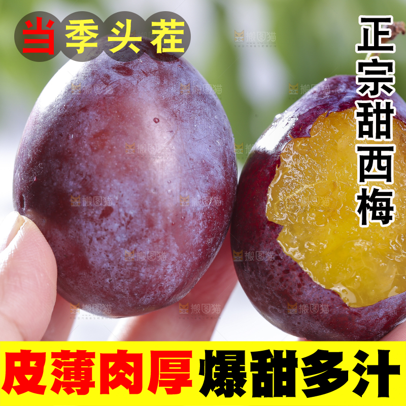 浅底上的西梅