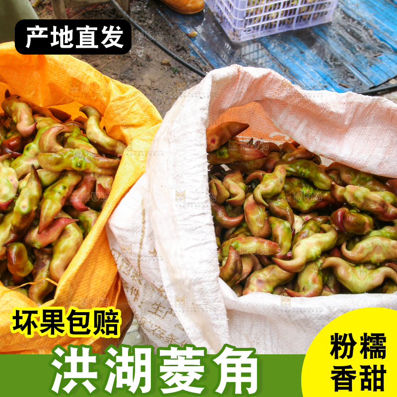 新鲜洪湖菱角采摘