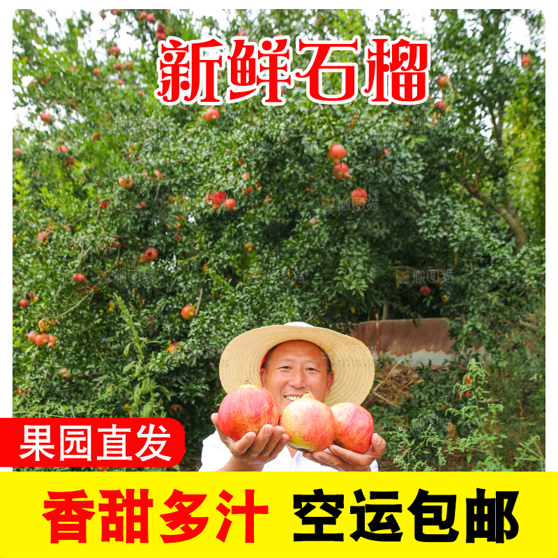 石榴产地