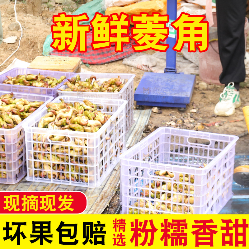 新鲜洪湖菱角采摘