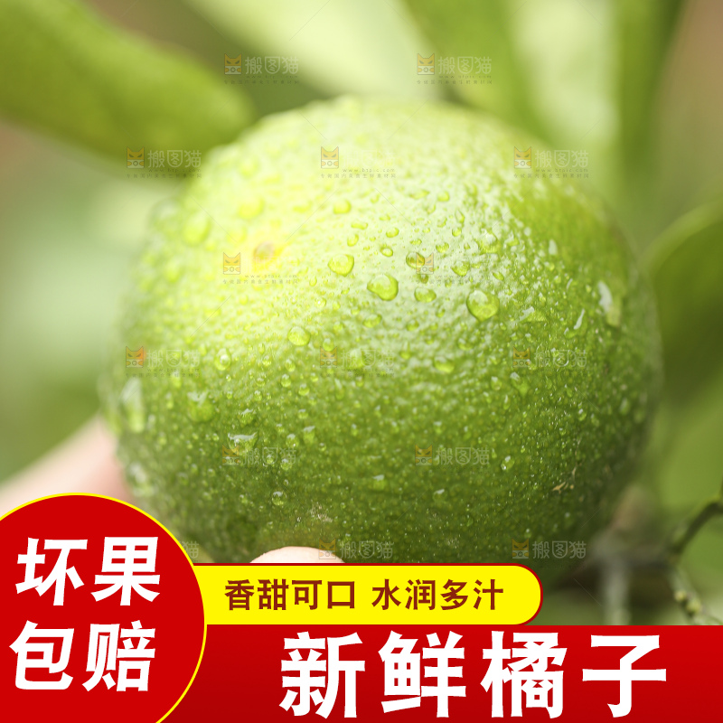 户外的青橘