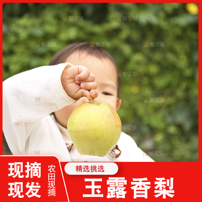 手里拿着玉露香梨