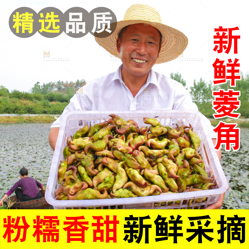 新鲜洪湖菱角采摘