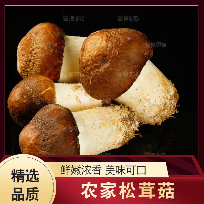 黑底上的新鲜松茸菇