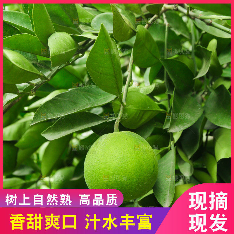 青橘产地