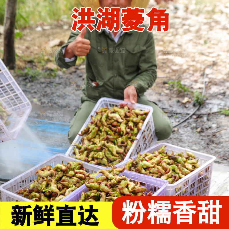 新鲜洪湖菱角采摘