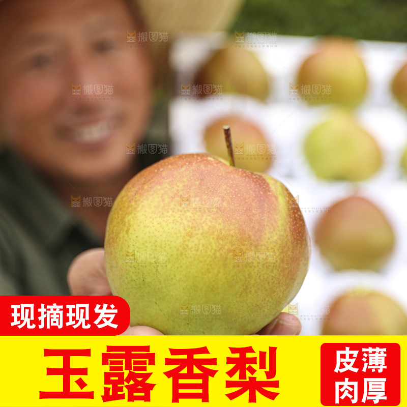 手里拿着玉露香梨