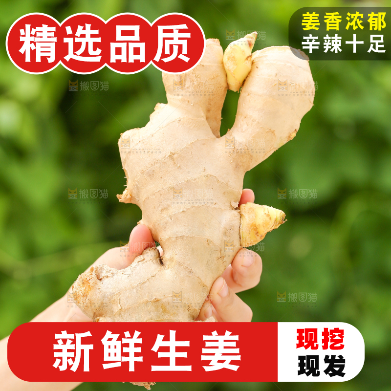 手里拿着生姜