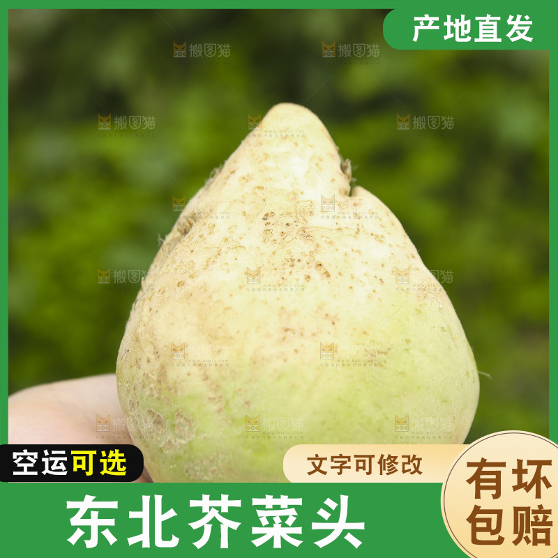 手里拿着大头芥菜