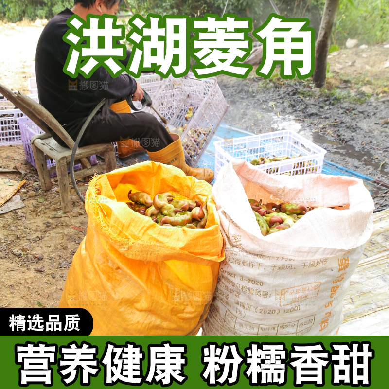 新鲜洪湖菱角采摘