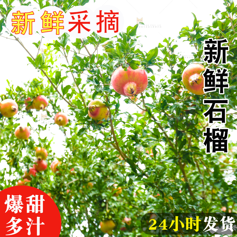 石榴产地