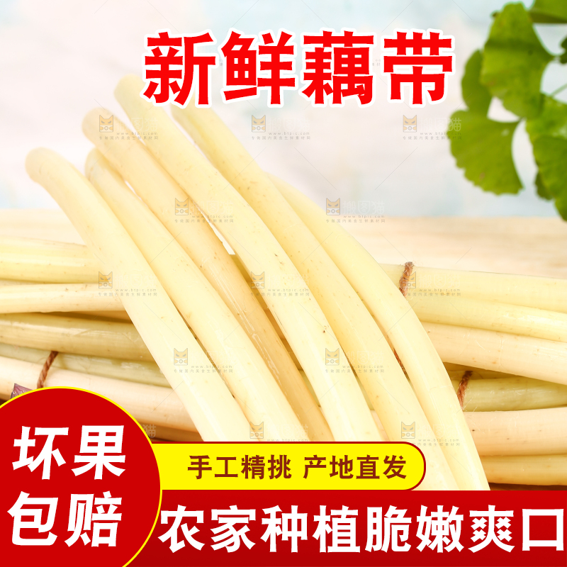 浅底上的藕带
