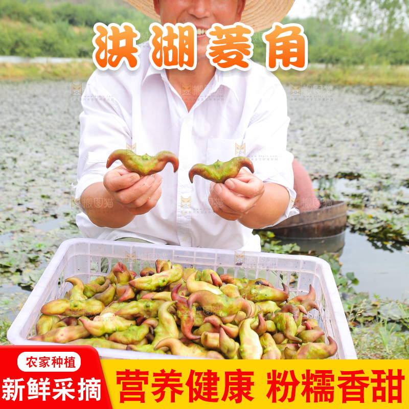 新鲜洪湖菱角采摘