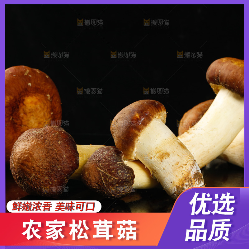 黑底上的新鲜松茸菇