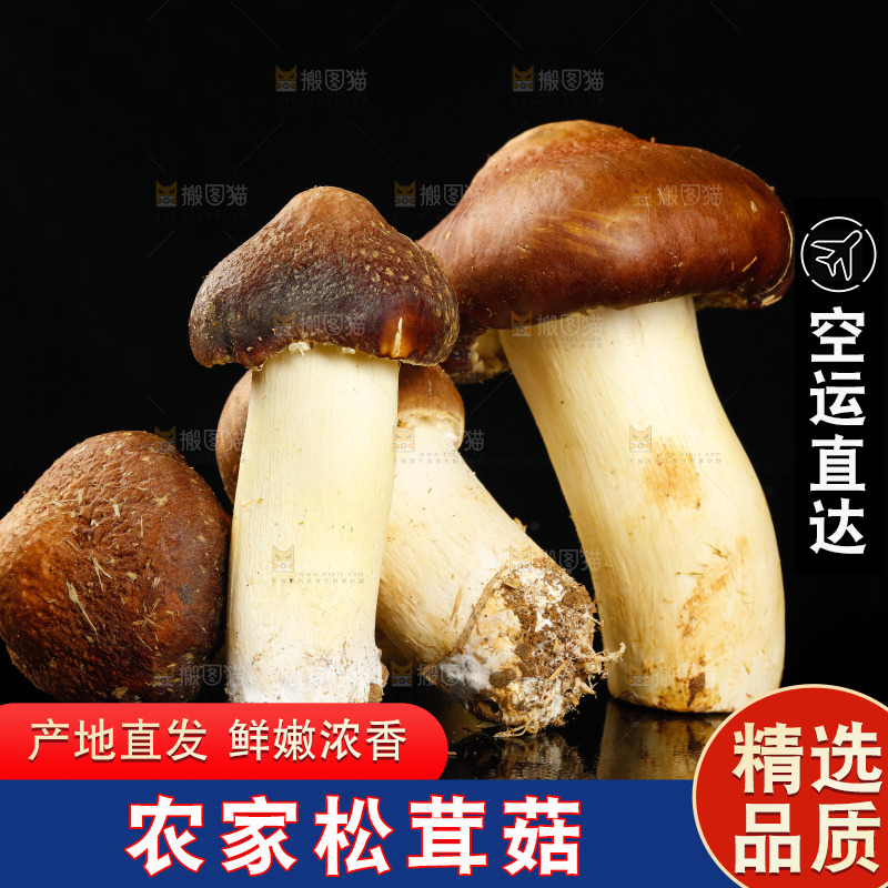 黑底上的新鲜松茸菇