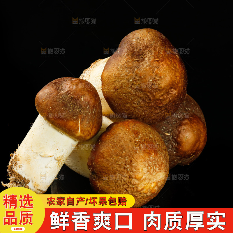 黑底上的新鲜松茸菇