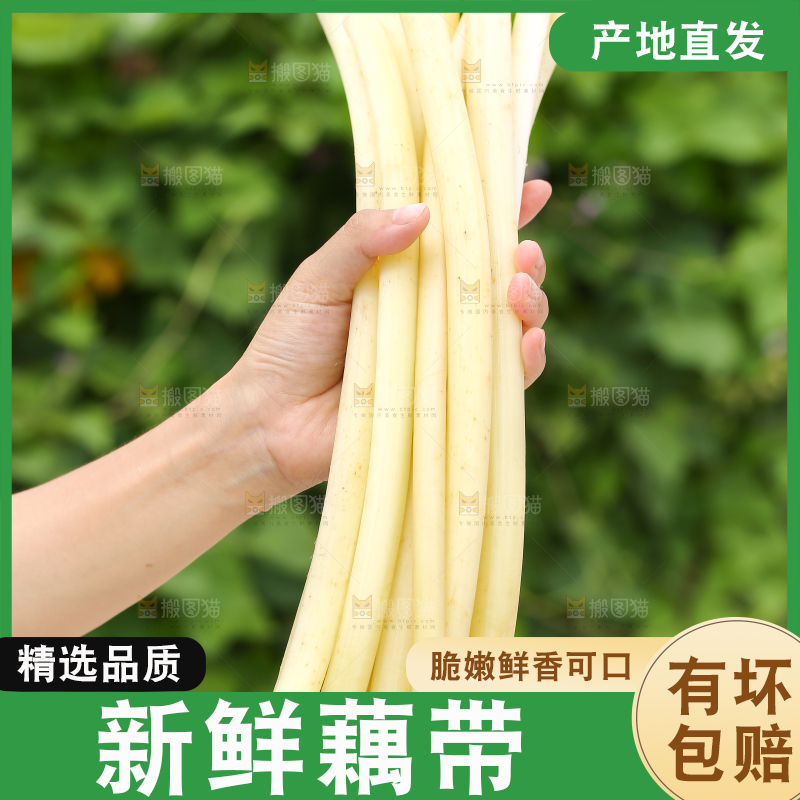 手里拿着藕带