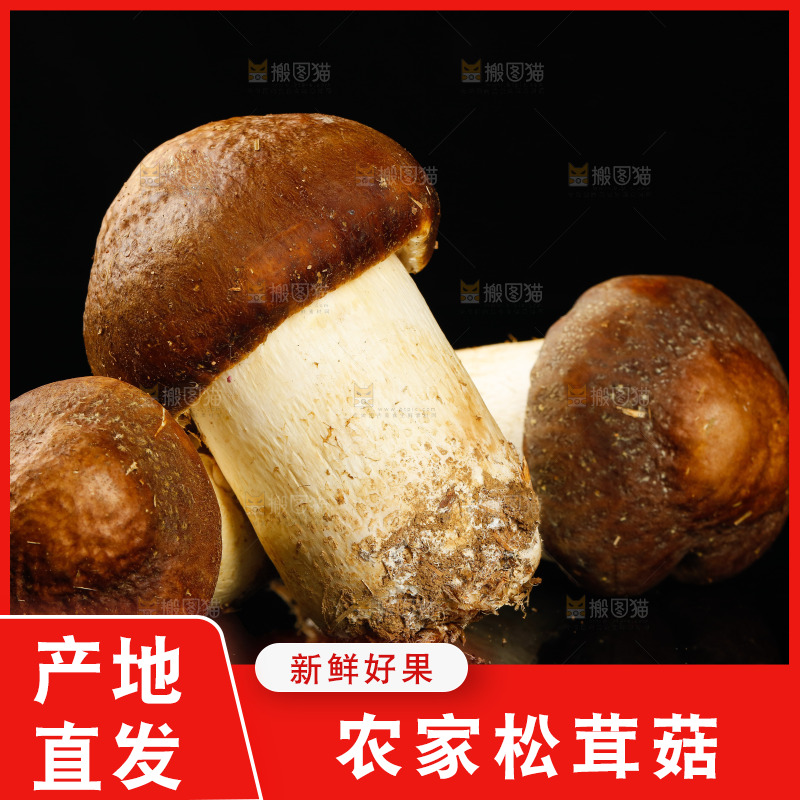 黑底上的新鲜松茸菇
