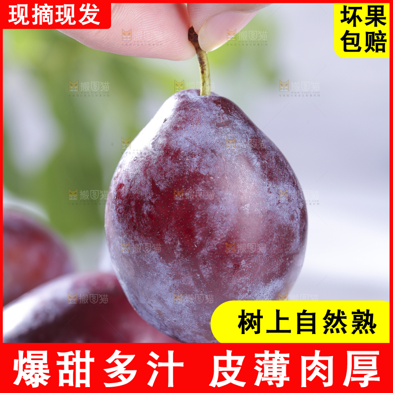 浅底上的西梅