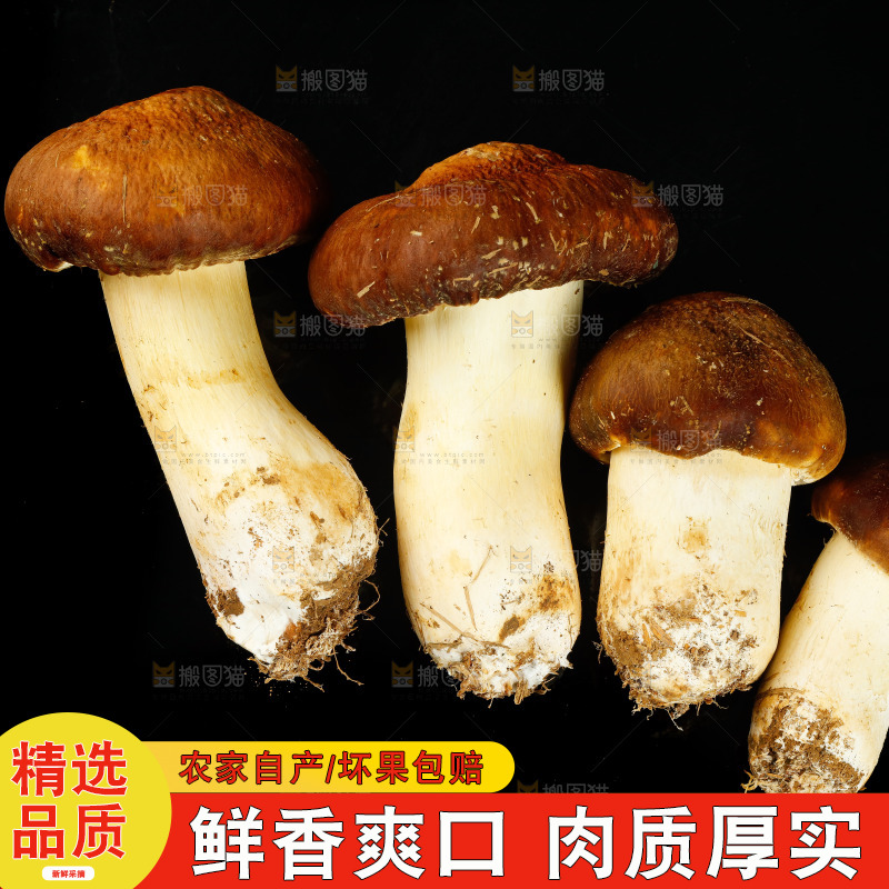 黑底上的新鲜松茸菇