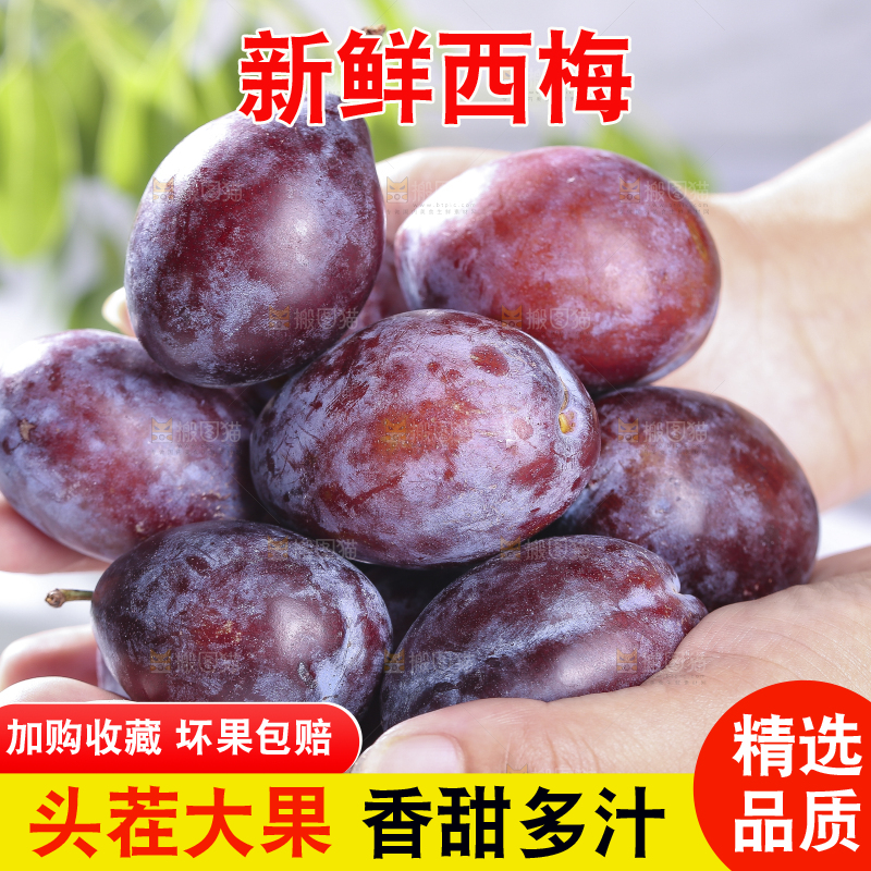 浅底上的西梅