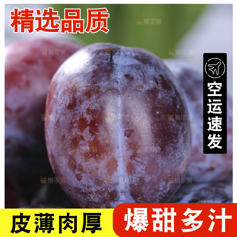 浅底上的西梅