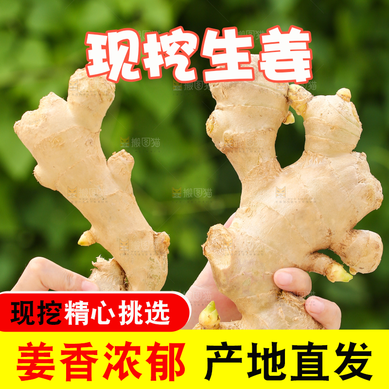 手里拿着生姜