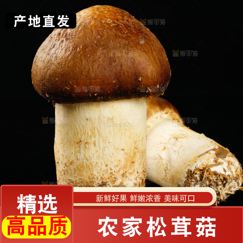 黑底上的新鲜松茸菇