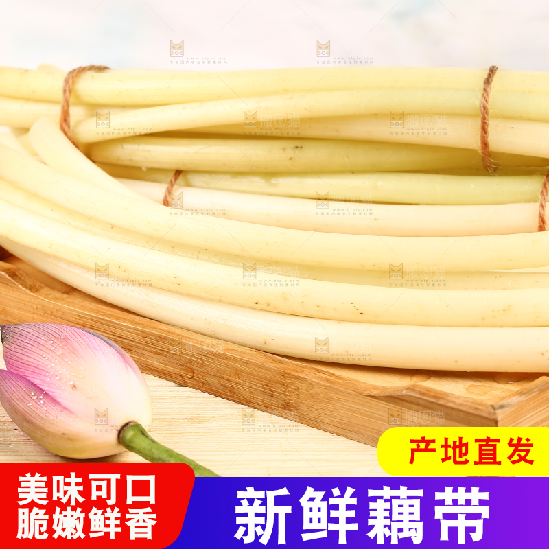 浅底上的藕带