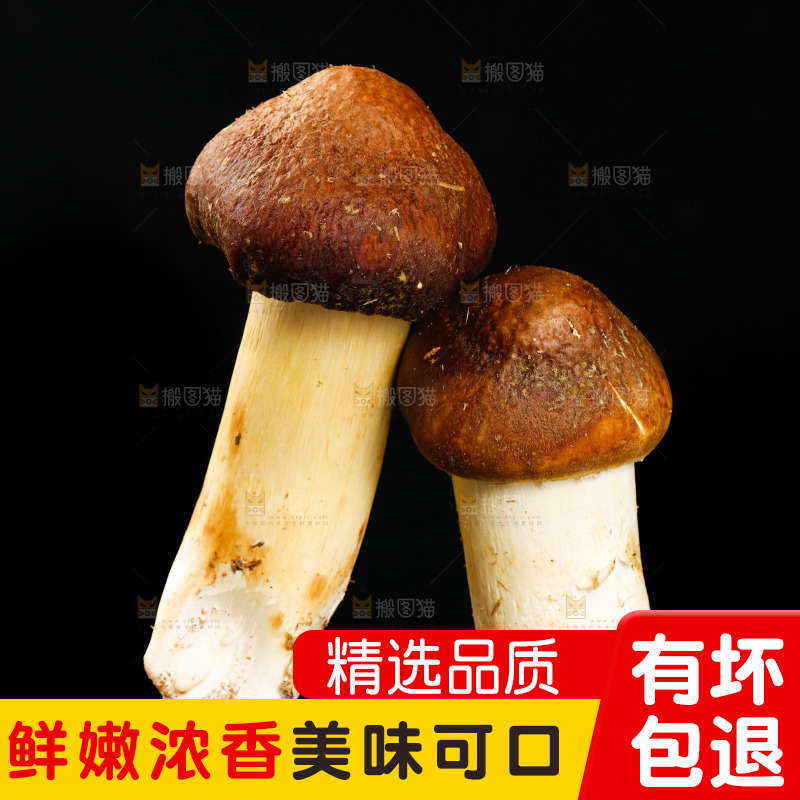 黑底上的新鲜松茸菇