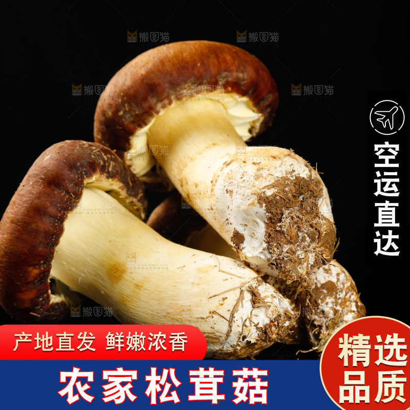 黑底上的新鲜松茸菇
