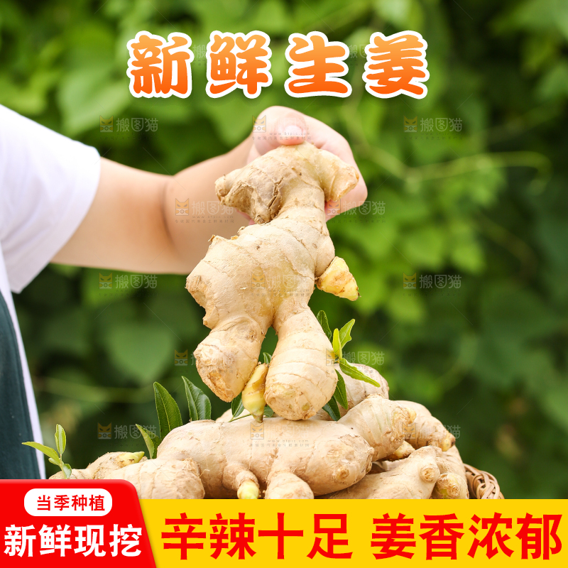 手里拿着生姜