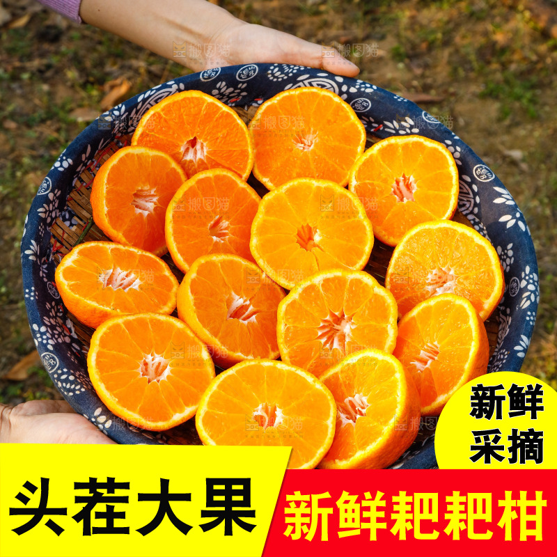 草地上的耙耙柑